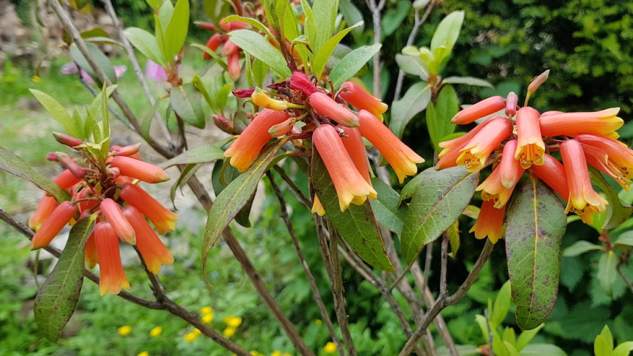 R. keysii